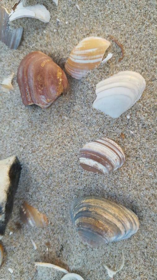 Zomerhuis Duinzicht Egmond aan den Hoef Ngoại thất bức ảnh